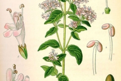 Plant-illustration-of-Marjoram