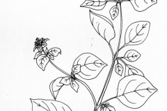 Sketch-of-Marjoram