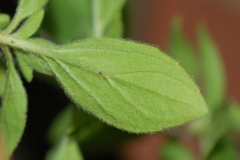 Ventral-view-of-Leaf-of-Marjoram