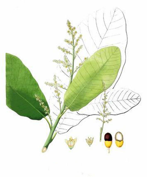 Plant-Illustration-of-Marking-Nut