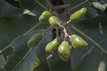 Unripe-fruits-of-Marking-Nut