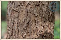 Bark-of-Marking-Nut