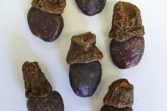 Dried-Fruits-of-Marking-Nut