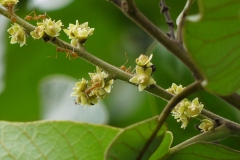 Flowers-of-Marking-Nut