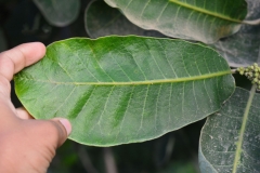 Leaves-of-Marking-Nut
