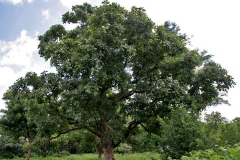 Marking-Nut-tree
