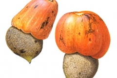 Mature-fruits-of-Marking-Nut
