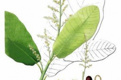 Plant-Illustration-of-Marking-Nut