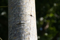 Trunk-of-Marking-Nut