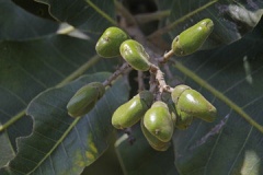 Unripe-fruits-of-Marking-Nut