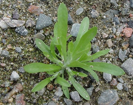 Small-Marsh-Cudweed-plant