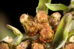 Closer-view-of-flower-of-Marsh-Cudweed