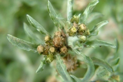 Flowers-of-Marsh-Cudweed