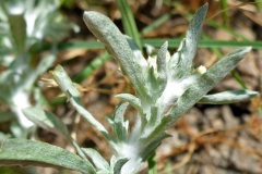 Leaves-of-Marsh-Cudweed