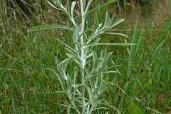 Marsh-Cudweed-Plant-growing-wild