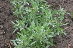 Marsh-Cudweed-Plant
