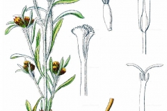 Plant-Illustration-of-Marsh-Cudweed