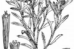 Sketch-of-Marsh-Cudweed