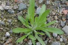 Small-Marsh-Cudweed-plant