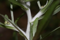 Stem-of-Marsh-Cudweed