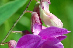Closer-view-of-Marsh-Pea-Flower