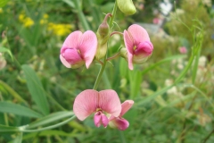 Flower-of-Marsh-Pea-plant