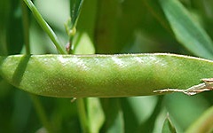 Immature-fruits-of-Marsh-Pea-plant