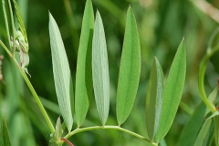 Leaves-of-Marsh-Pea-plant