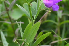 Marsh-Pea-Plant