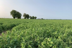 Marsh-Pea-plant-farming