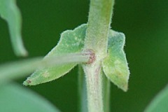 Pair-of-stipules-at-the-leaf-base-of-Marsh-Pea