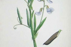 Plant-Illustration-of-Marsh-Pea