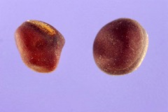 Seeds-of-Marsh-Pea-plant