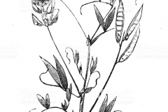 Sketch-of-Marsh-Pea