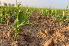 Small-Marsh-Pea-plant