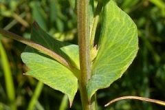 Stem-of-Marsh-Pea-plant