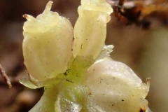 Closer-view-of-fruit-of-Marsh-pennywort