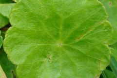 Closer-view-of-leaf-of-Marsh-pennywort
