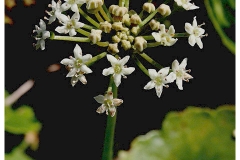 Flowers-of-Marsh-pennywort