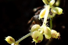 Fruits-of-Marsh-pennywort