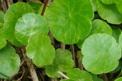 Leaves-of-Marsh-pennywort