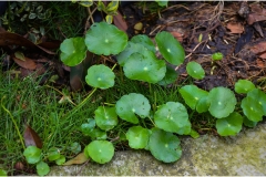 Marsh-pennywort-plant-growing-wild