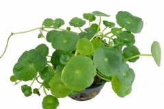Marsh-pennywort-plant-grown-on-pot