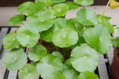 Marsh-pennywort-plant