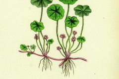 Plant-Illustration-of-Marsh-pennywort