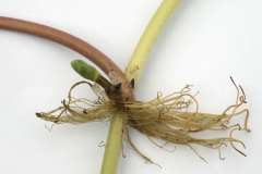 Root-of-Marsh-pennywort