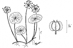 Sketch-of-Marsh-pennywort