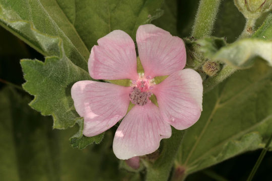 Marshmallow-Flower