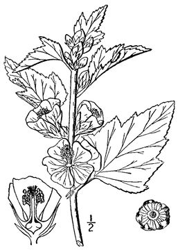 Marshmallow-Plant-Sketch