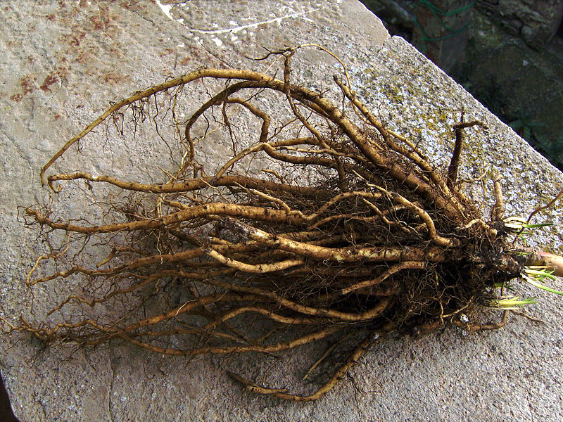 Marshmallow-Root